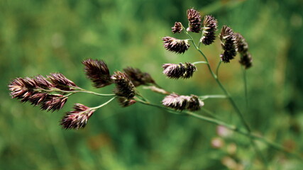 Grass flowers against a blurry background of green trees