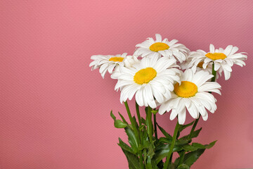 Bouquet of white daisy chamomile flowers on pink background as floral composition. - 512679003