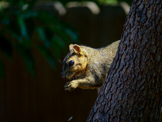 Squirrel in tree holding food with front paws and eating