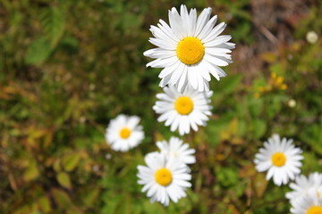 Fototapeta premium Aerial shot of white daisies and green grass in North America.
