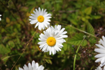 Aerial shot of white daisies and green grass in North America.