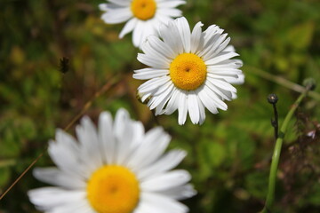 Fototapeta premium Aerial shot of white daisies and green grass in North America.