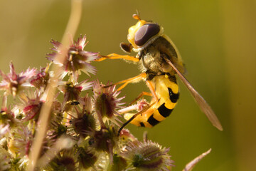 Fly (Helophilus) on a green flower