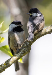 Black-capped chickadee bird