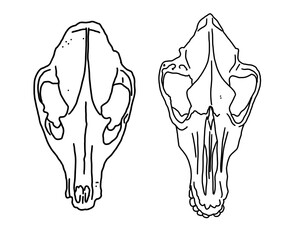 Graphical set. animal skulls linear art.