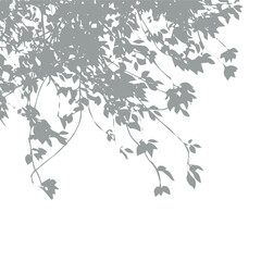 Shadow from vegetation on the wall vector silhouette. Tree branch or bush vector shape