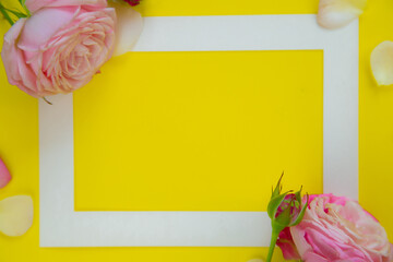 On a bright yellow background there is a white frame and pink roses and petals on the sides. High quality photo