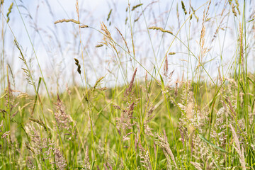 Gräser am Feldrand während eines schönen Sommertags bei strahlendem Sonnenschein und blauem Himmel