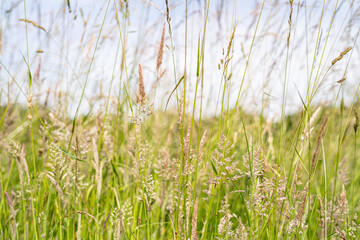 Obraz premium Gräser am Feldrand während eines schönen Sommertags bei strahlendem Sonnenschein und blauem Himmel