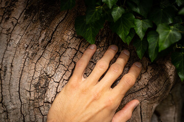 Hand auf Baumstamm mit Efeu Bewuchs