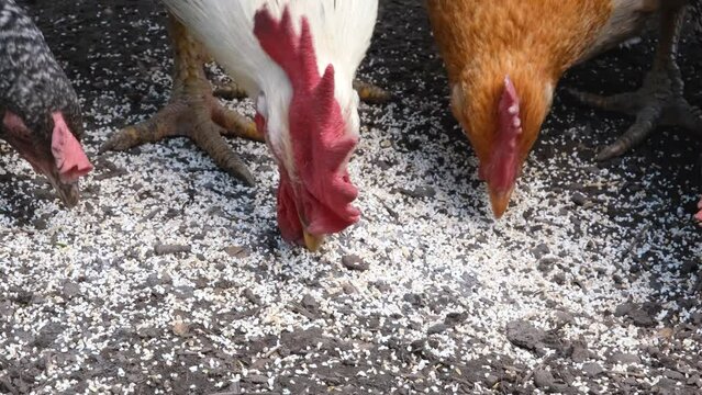 Close up view on hens bite feed. Organic farm with poultry breeding concept. Chickens on the farm.