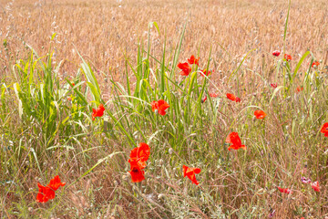 Red poppy flowers in a field with ripe wheat. Beautiful natural background.
