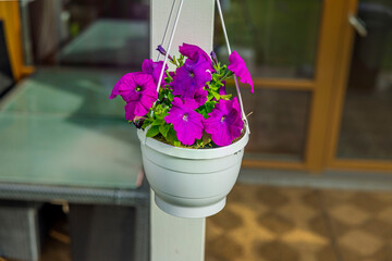 Beautiful view of hanging basket on white pole with purple petunia in yard in garden. Sweden.
