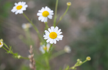 Margueritte sauvage avec un petit scarabée