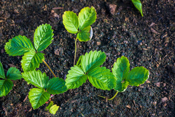 Close up macro view of leaves strawberry plants. 