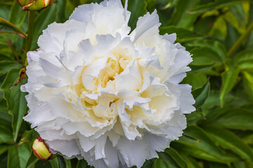 Macro view of blooming white peony flower.