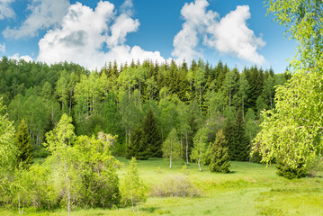 Fototapeta na wymiar Beautiful mountain meadow with birch trees and clouds on blue sky in background