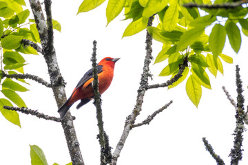 Scarlet Tanager bird