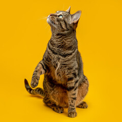 Cute tabby cat on a yellow background