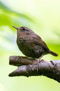 Pacific Wren Bird