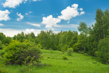 Fototapeta na wymiar Beautiful mountain meadow with birch trees and clouds on blue sky in background