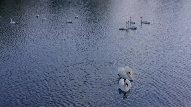 4k aerial footage of a flock of white wild swans calmly swims on a country lake. Majestic birds rest in a clear pond. Summer peaceful day. Beautiful wild birds on windy day