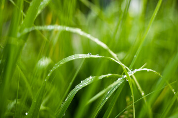 Kropla wody na trawie. Zielone kolory natury - obrazy, fototapety, plakaty