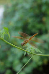 dragonfly resting on a leaf