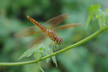 dragonfly resting on a leaf