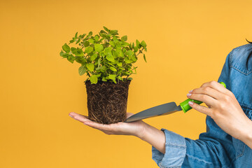 Close-up shot of a woman holding a green plant in palm of her hand. Woman holding young fresh...