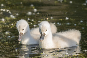 baby cygnet mute swan close up in the pond on a sunny day