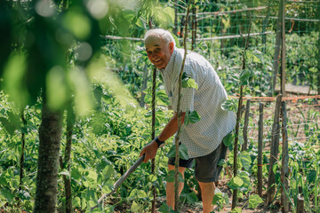 Obraz premium senior farmer working in the orchard, ecological self-consumption
