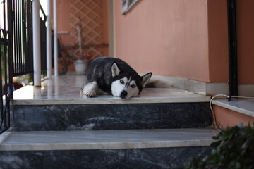 beautiful young female Siberian Husky dog