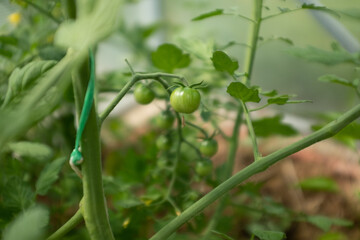 Ripening tomatoes on tomato bush, close-up. Composition tomato tree with green and yellow tomatoes for publication, poster, screensaver, wallpaper, postcard, banner, cover, website