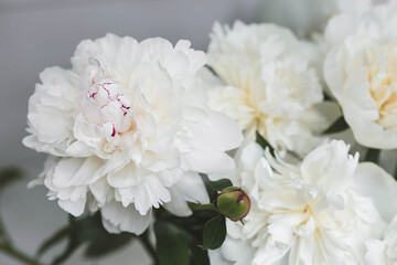 Banner. Natural floral background. Beautiful white peonies. Flowers and buds close-up.