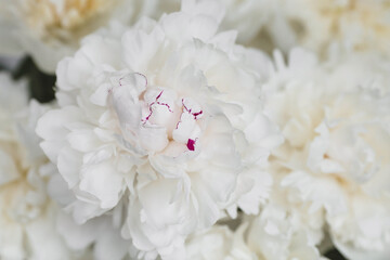Banner. Natural floral background. Beautiful white peonies. Flowers and buds close-up.