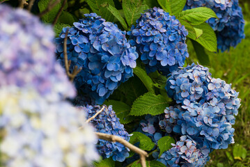 たわわな青色の花を咲かせるあじさい