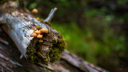 Mushrooms on a log