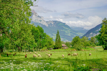 Pigs and sheeps on the Alpine meadow, Mythen, Switzerland