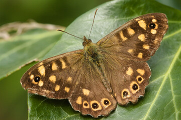 Speckled wood butterfly on ivy leaf