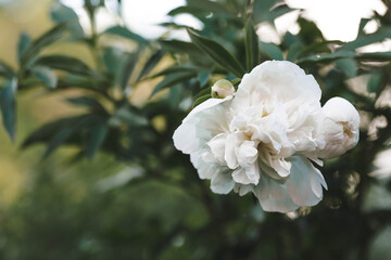 Banner. Natural floral background. Beautiful white peonies. Flowers and buds close-up.