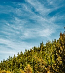 Punta de árboles de pinos o bosque en montaña o pendiente con el cielo y nubes