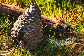 Coco o Semilla de pino en el suelo con césped apoyada en una rama con luz de atardecer