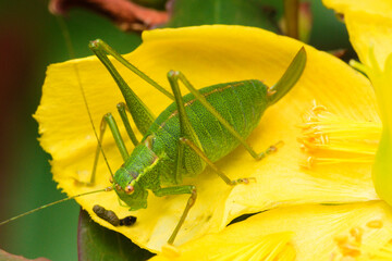 Great green bush-cricket on a yellow flower