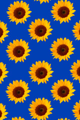 Sunflower pattern on the blue bacground