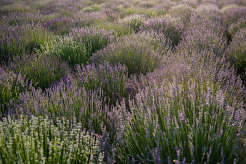 Field of lavender