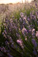 Fototapeta premium Field of lavender