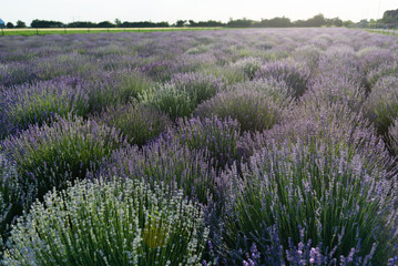 Field of lavender