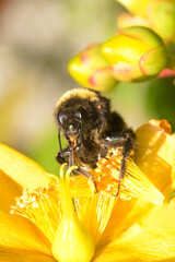 Buff-tailed bumblebee on a yellow flower 