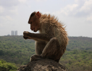 A monkey 